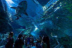 อควาเรียมสัตว์น้ำใต้ทะเลสยามพารากอน (Underwaterwold@Siam Paragon-Bangkok)