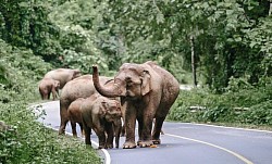 อุทยานฯเขาใหญ่-นครราชสีมา (Khao Yai National Park - Nakornrachasima)