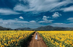 ทุ่งดอกทานตะวัน เขาใหญ่ (Khao Yai National Park - Nakornrachasima)
