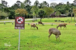 อุทยานฯเขาใหญ่-นครราชสีมา (Khao Yai National Park - Nakornrachasima)